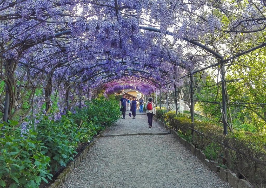 Bardini Gardens and wisteria in bloom. Spring in Florence at its best