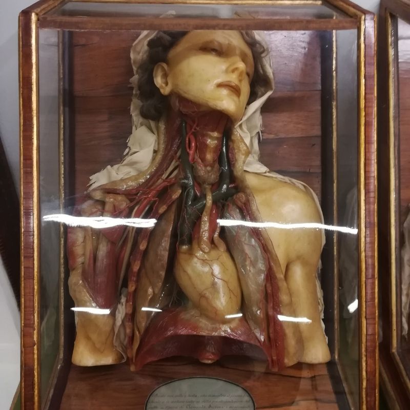 anatomical wax model florence italy