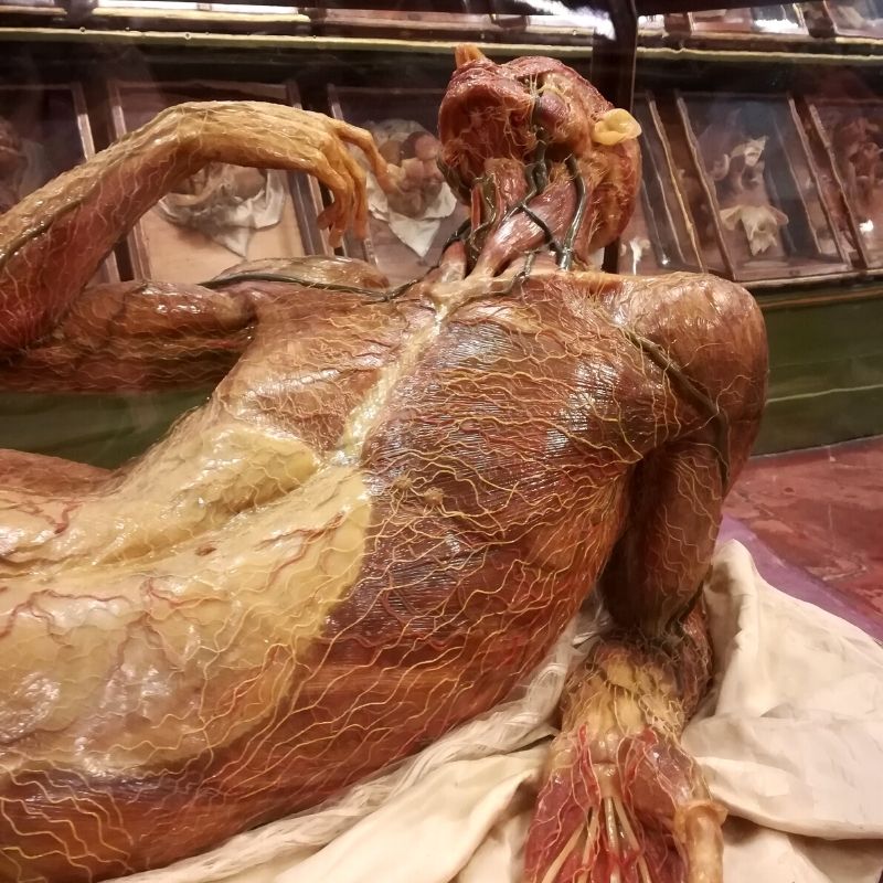 clemente susini anatomical wax skinned