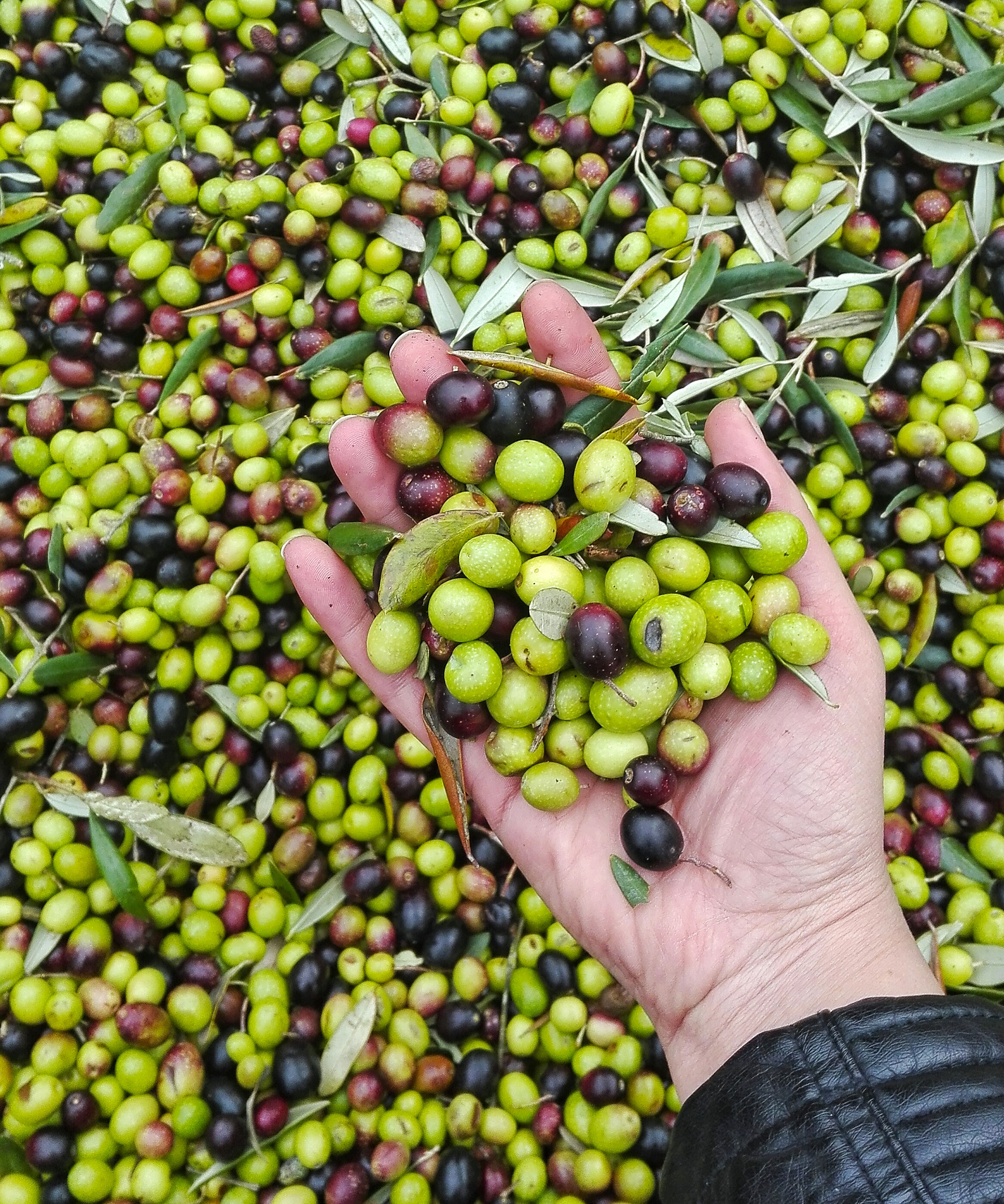 a hand full of olives harvested for tuscan extra virgin olive oil
