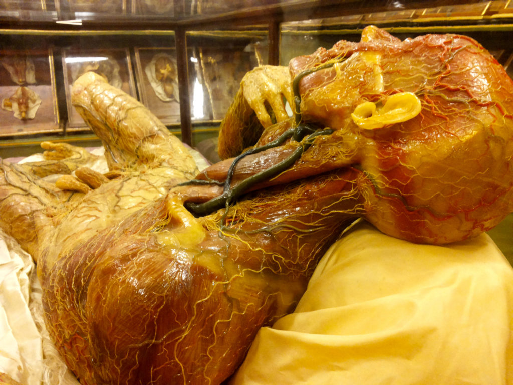 la specola in florence anatomical wax