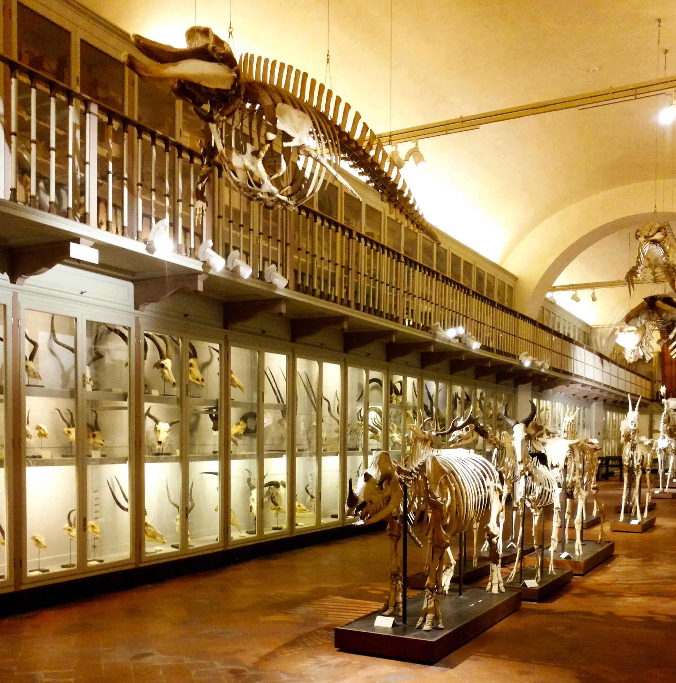 La Specola, Florence. The most ancient scientific museum in the world