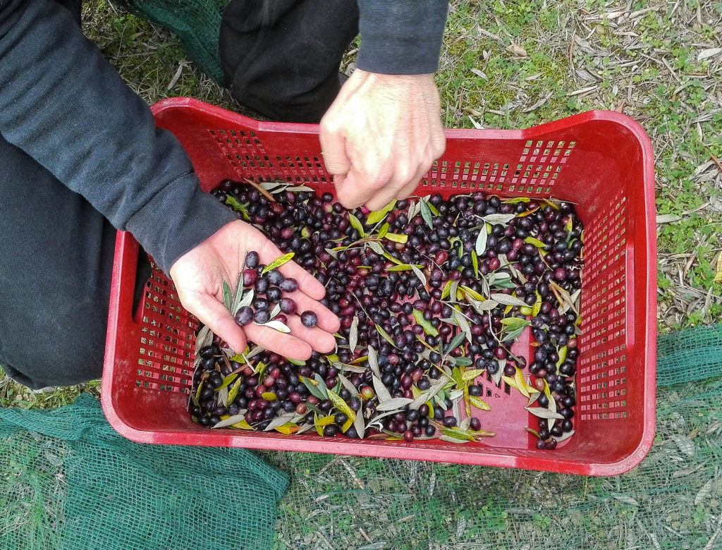 olives harvest in tuscany