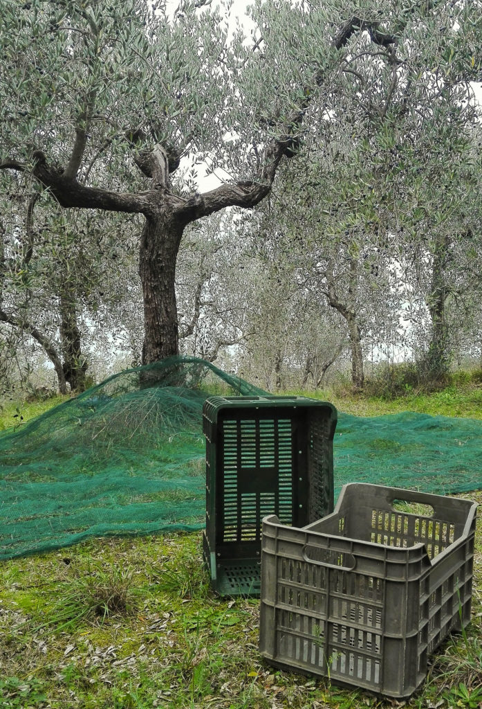 olive grove in tuscany during the harvest