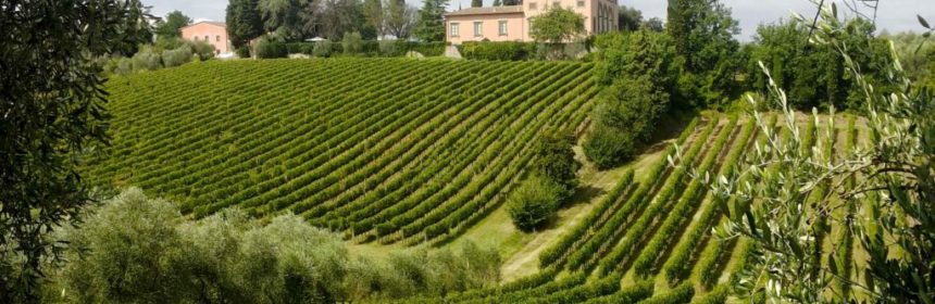 tuscany chianti vineyards