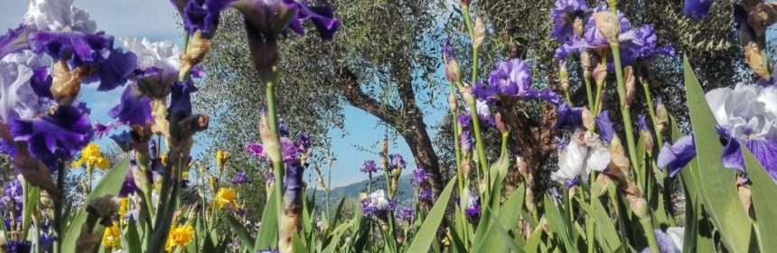 iris garden florence