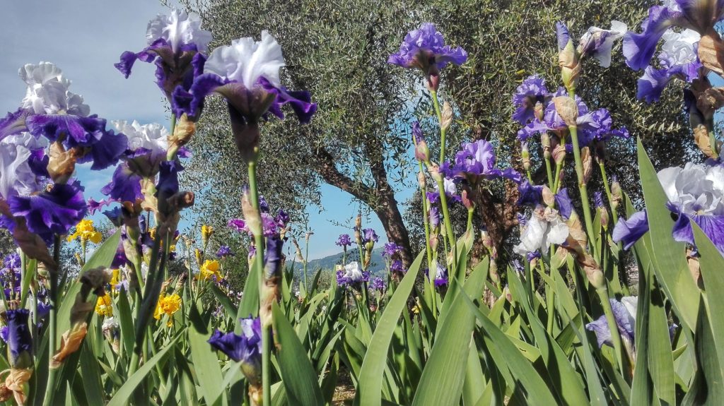 10 Factoids About Iris - White Flower Farm's blog