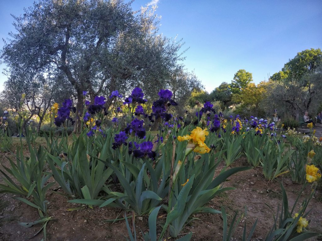 irises in bloom and olive trees