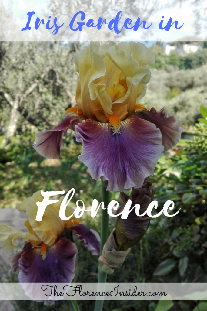 iris garden in florence