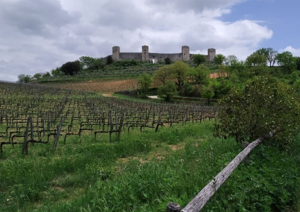 Monteriggioni seen from a vineyard