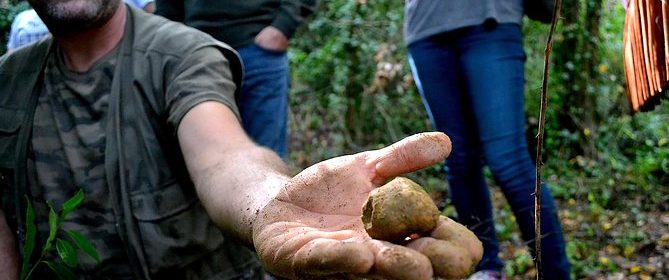 truffle hunt near florence