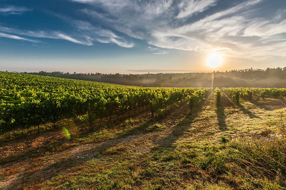 landscape of a vineyard in Chianti countryside at sunset